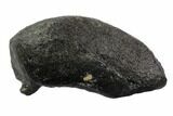 Fossil Whale Ear Bone - Miocene #95749-1